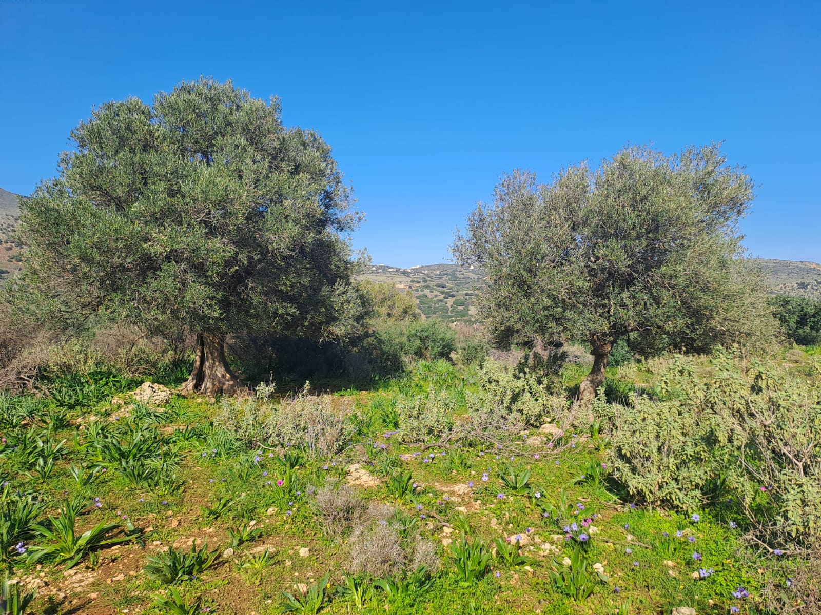 Plot for sale in Apokoronas Chania Crete Plot for sale in Apokoronas Chania Crete