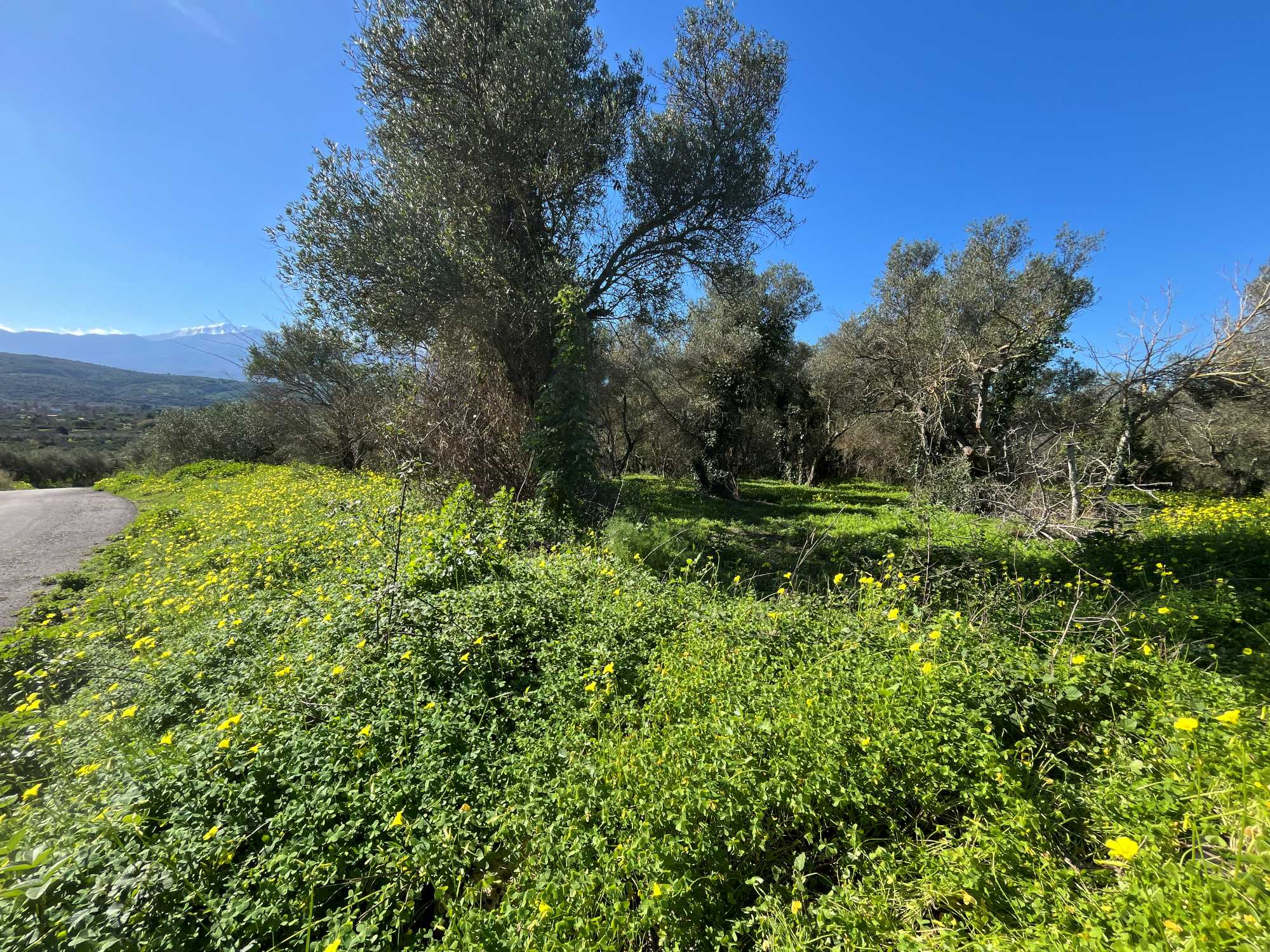 Plot in Armeni Apokoronas Chania Crete for sale