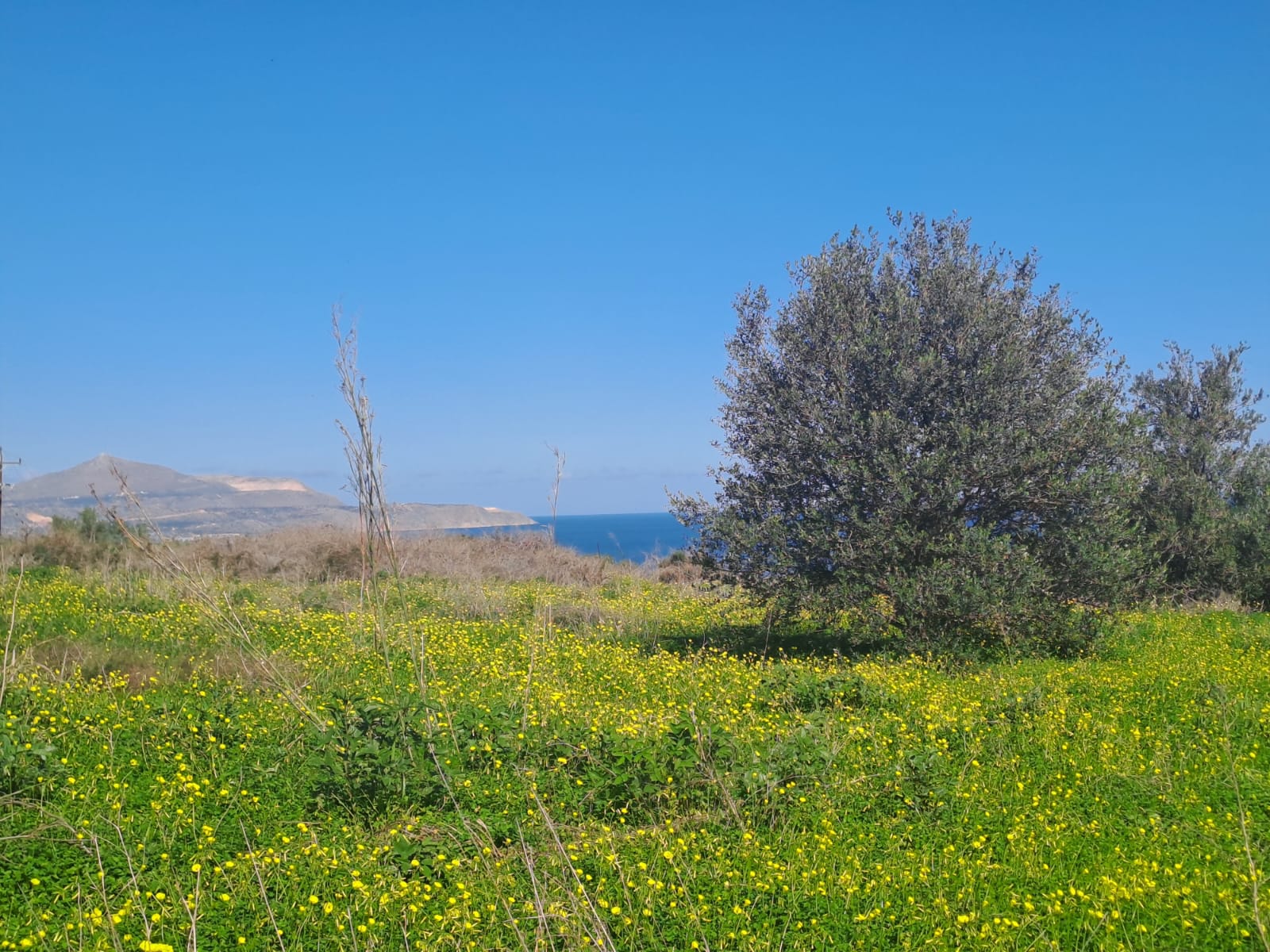 Plot of land in Apokoronas Chania Crete for sale Plot of land in Apokoronas Chania Crete for sale