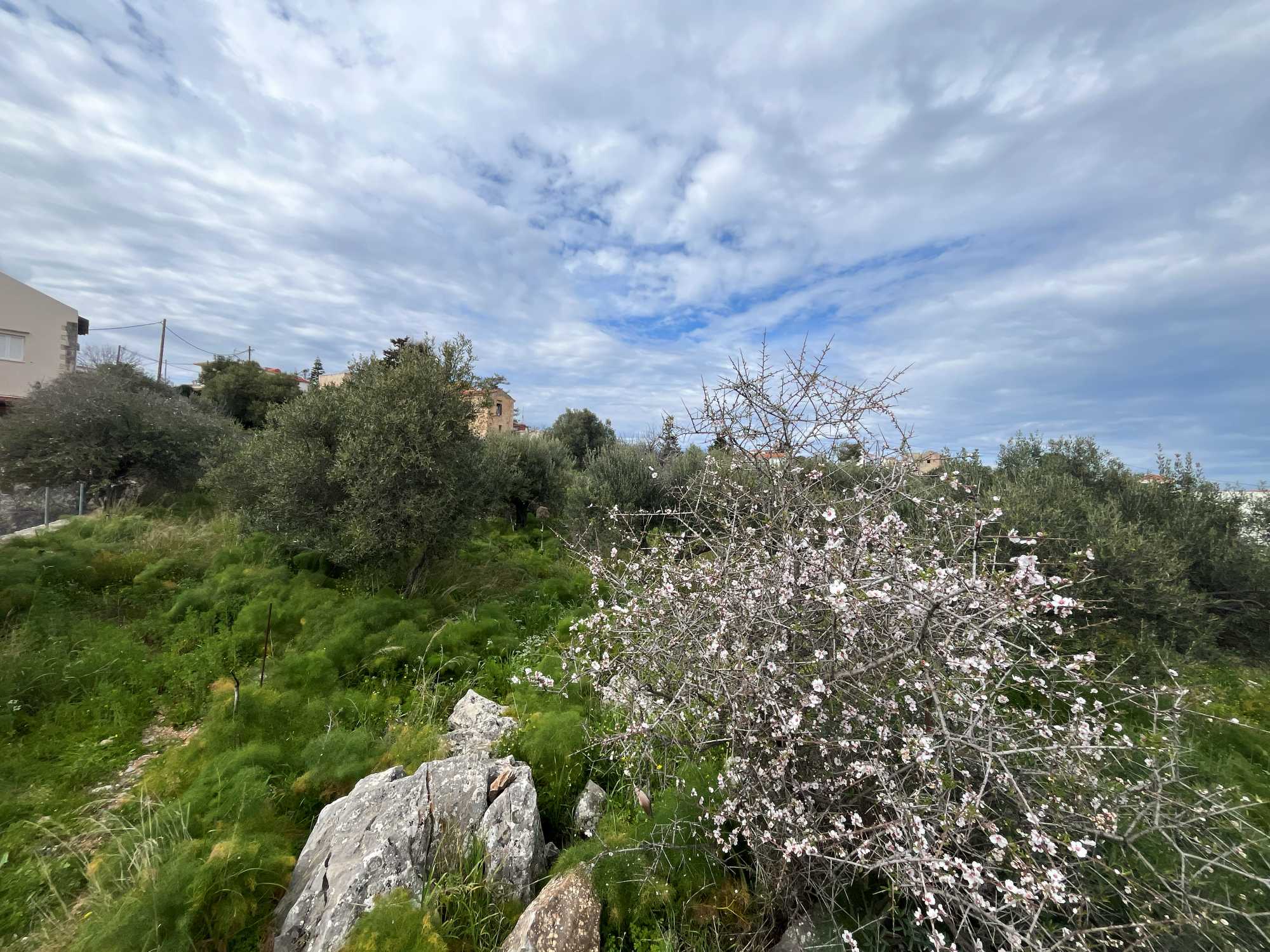 Land for sale in Apokoronas Chania Crete