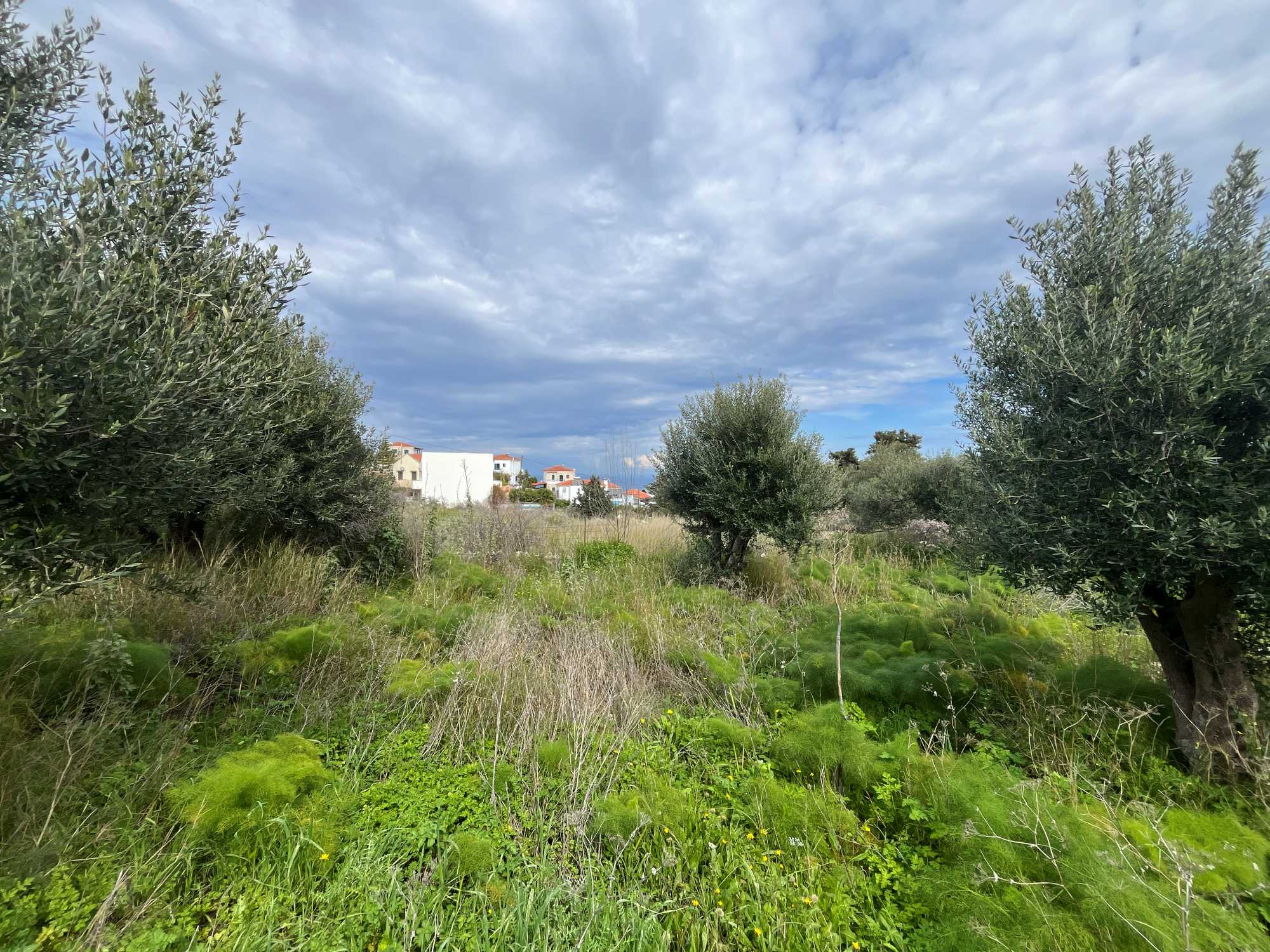 Land for sale in Apokoronas Chania Crete