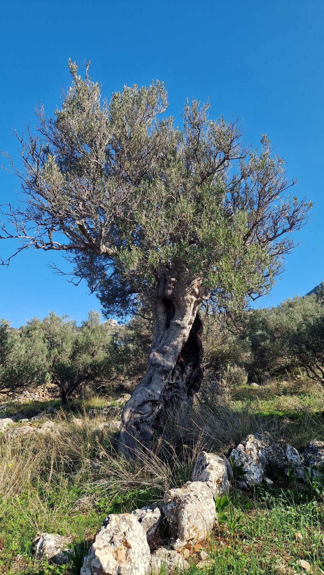 Land in Chania Crete for sale