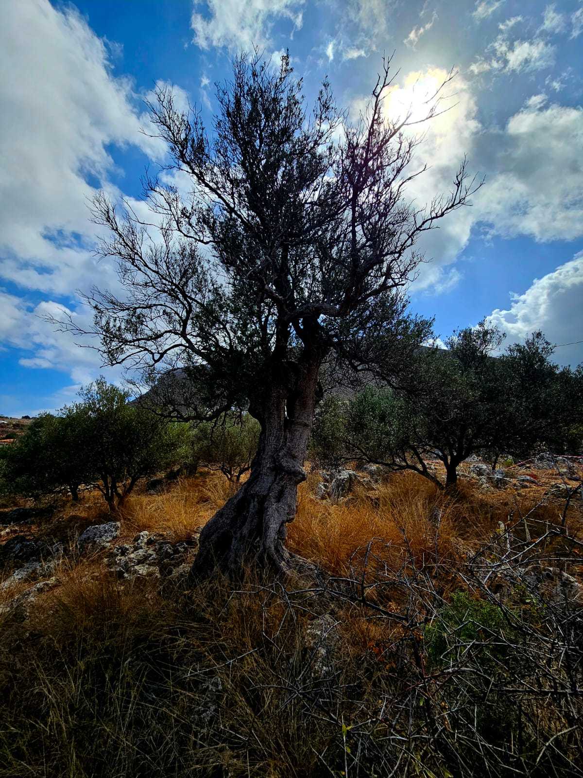 Land in Chania Crete for sale