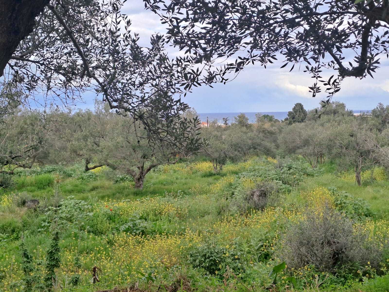 off plan stone villa in Chania Crete for sale with private pool and garden