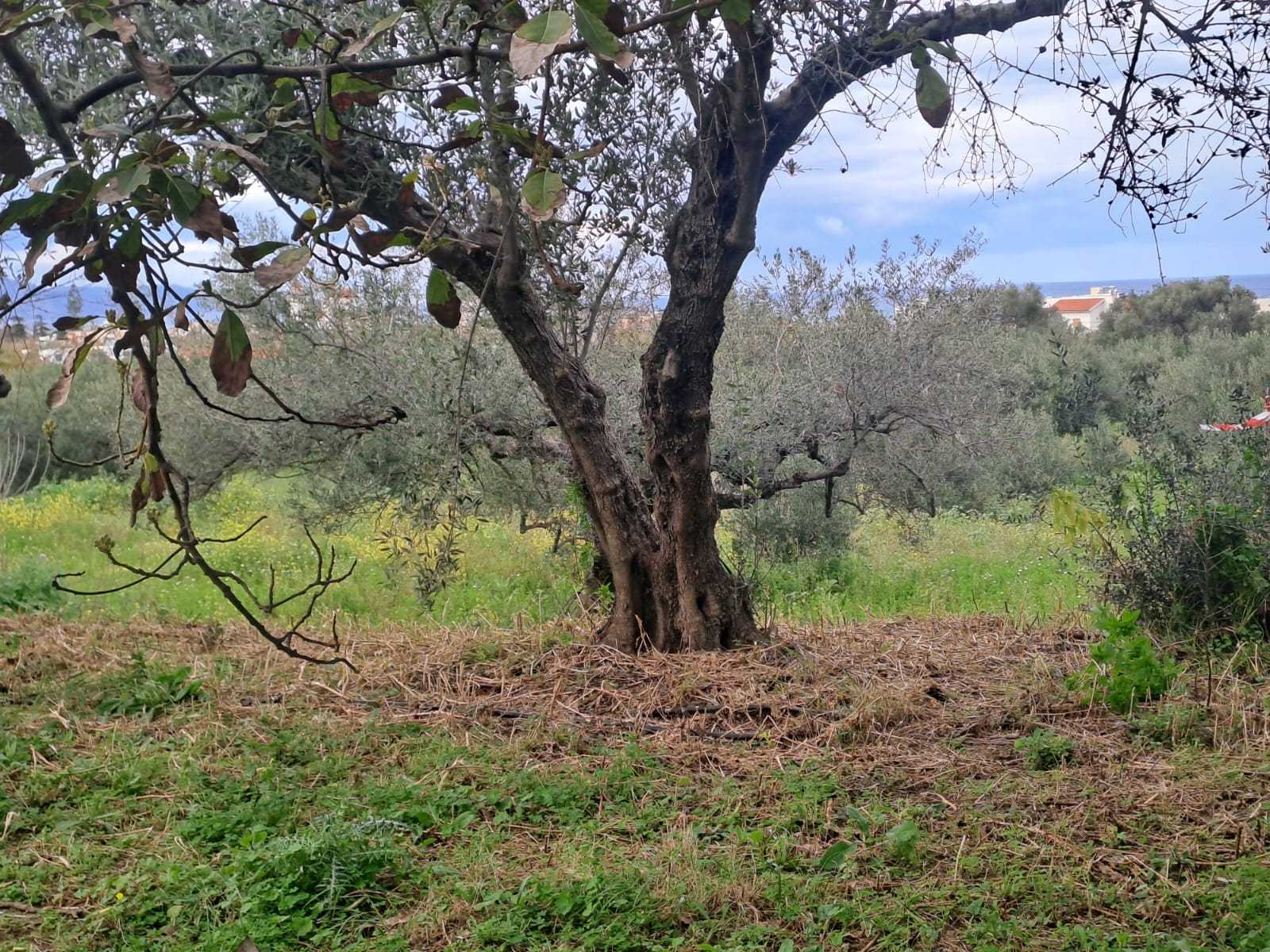 off plan stone villa in Chania Crete for sale with private pool and garden