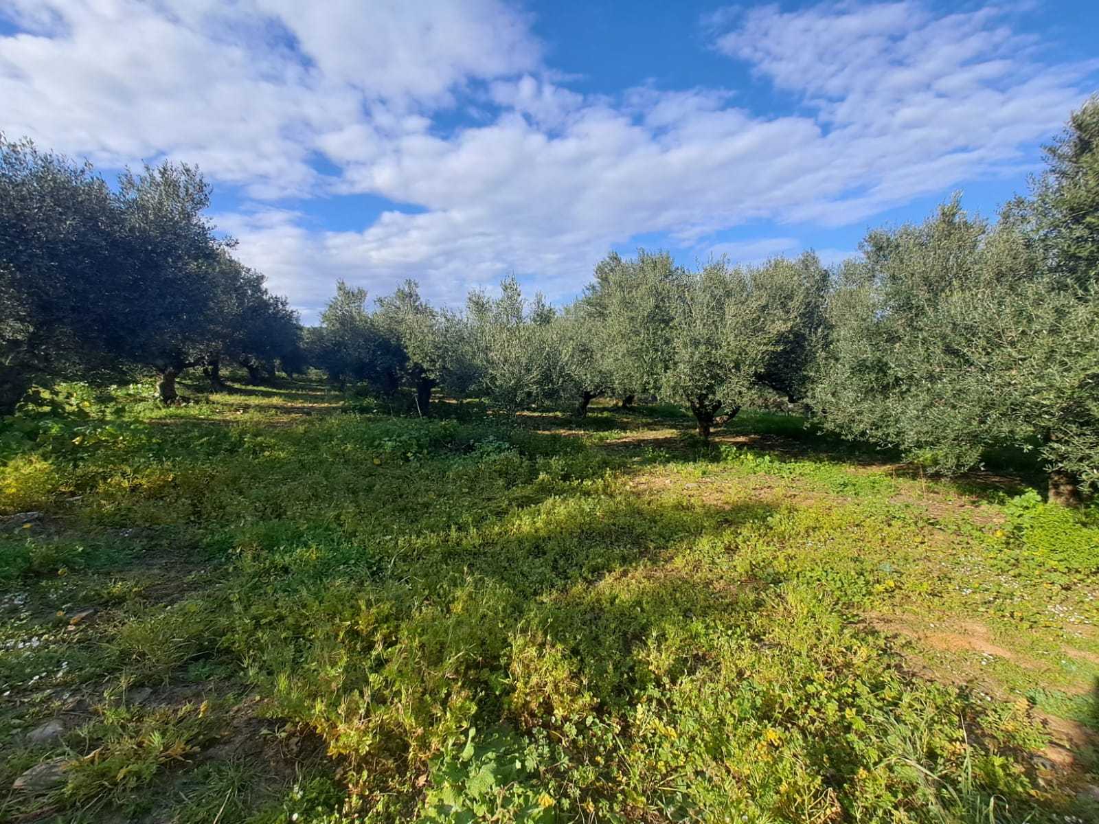 Plot in Chania Crete for sale