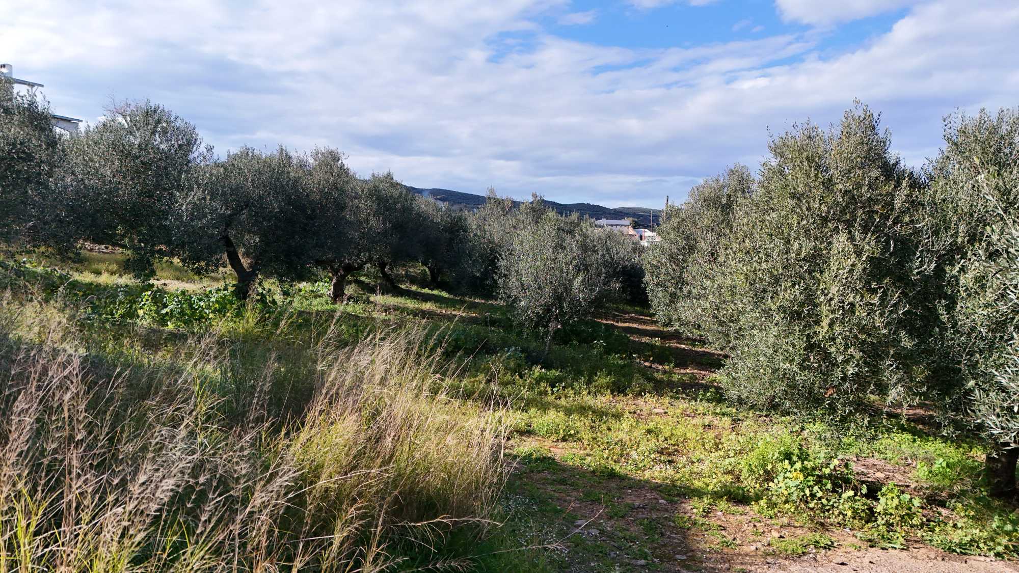 Plot in Chania Crete for sale
